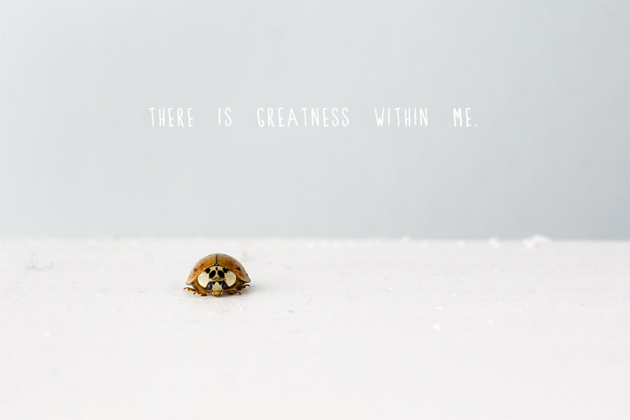 Ladybird with 'There is Greatness Within Me' quote